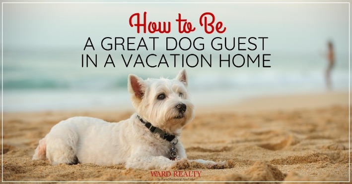 How to Be a Great Dog Guest in a Vacation Home