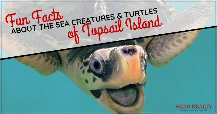 Fun Facts About the Sea Creatures and Turtles of Topsail Island | Ward Realty