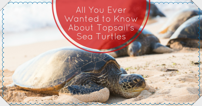 All You Ever Wanted to Know About Topsail's Sea Turtles | Ward Realty Topsail Island