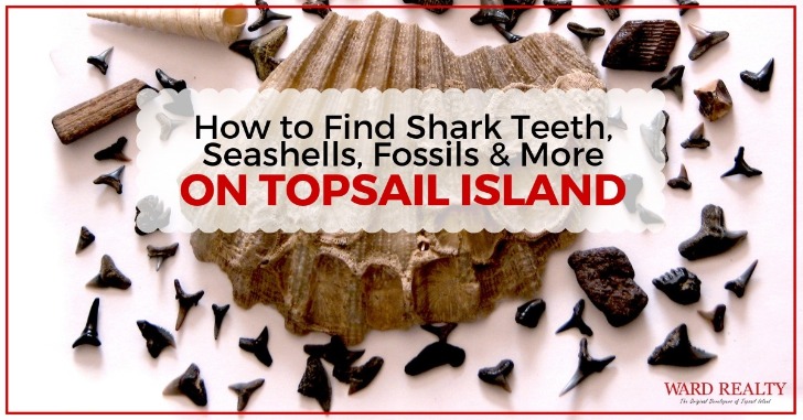 How to Find Shark Teeth, Seashells, Fossils and More on Topsail Island | Ward Realty