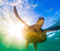 Thing To Do Area Attractions