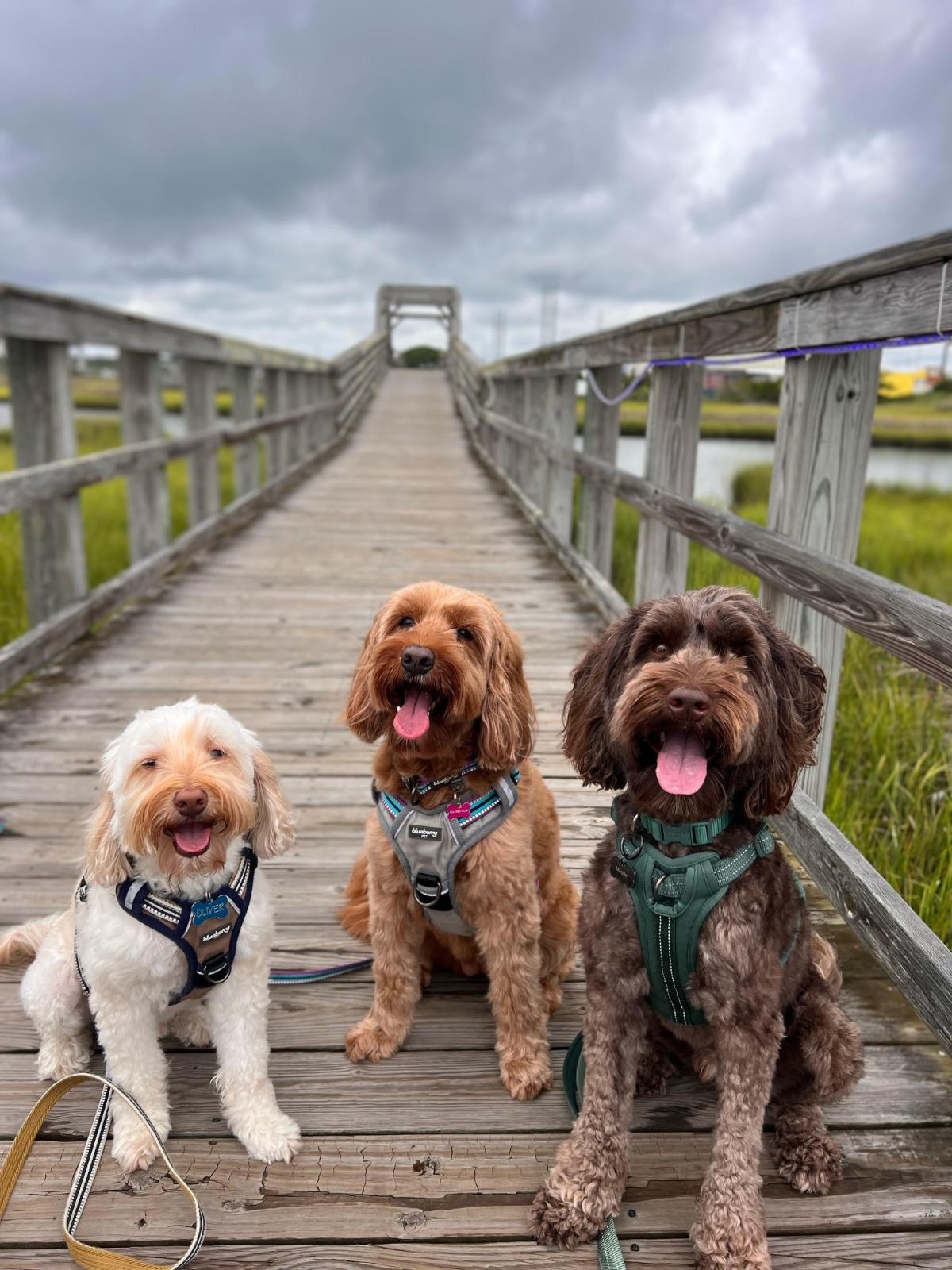 What Happens When You Take Your Dog on a Vacation to Topsail