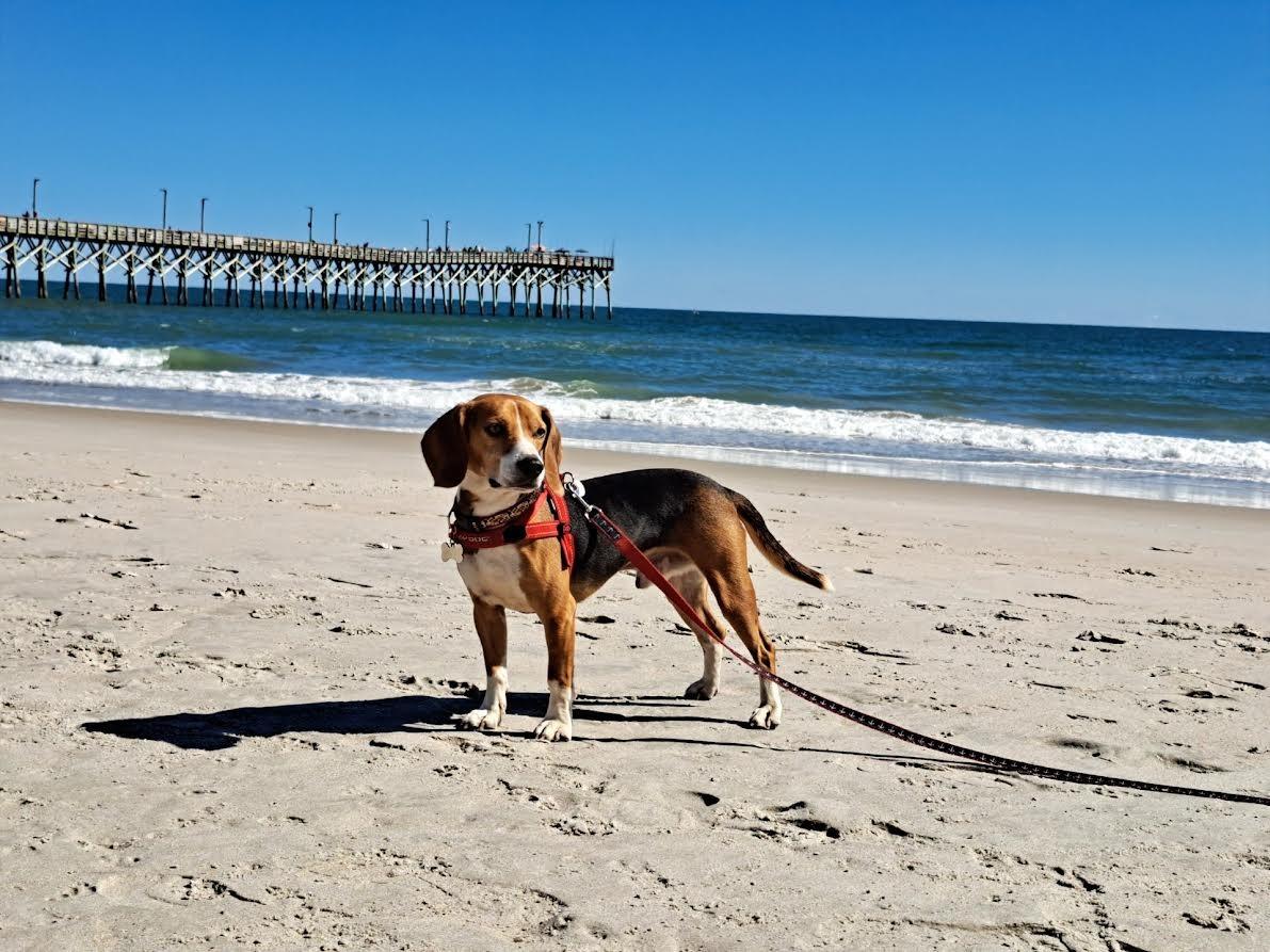 Dog enjoying island life