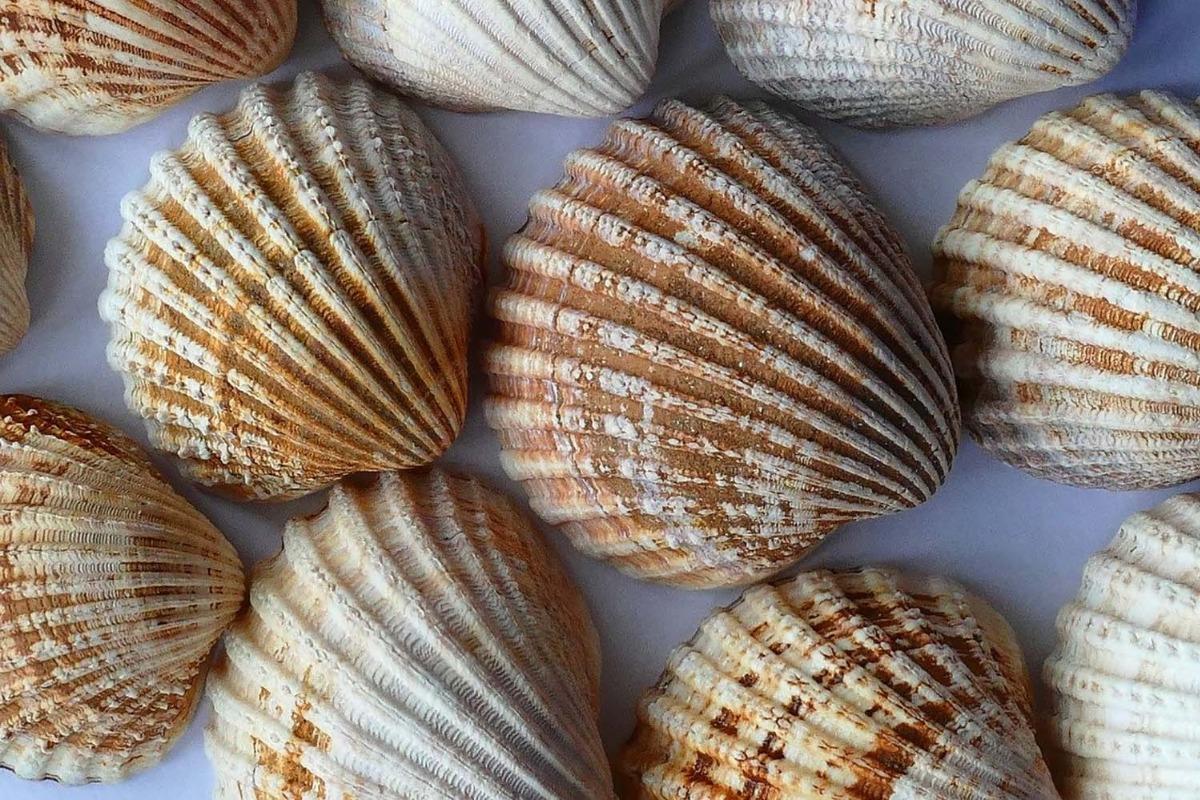 Clam Shells | Ward Realty