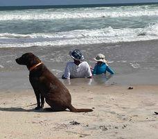 Dog on the beach with nose in the sand