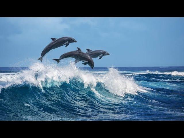 humpback whales swimming in the ocean | Ward Realty