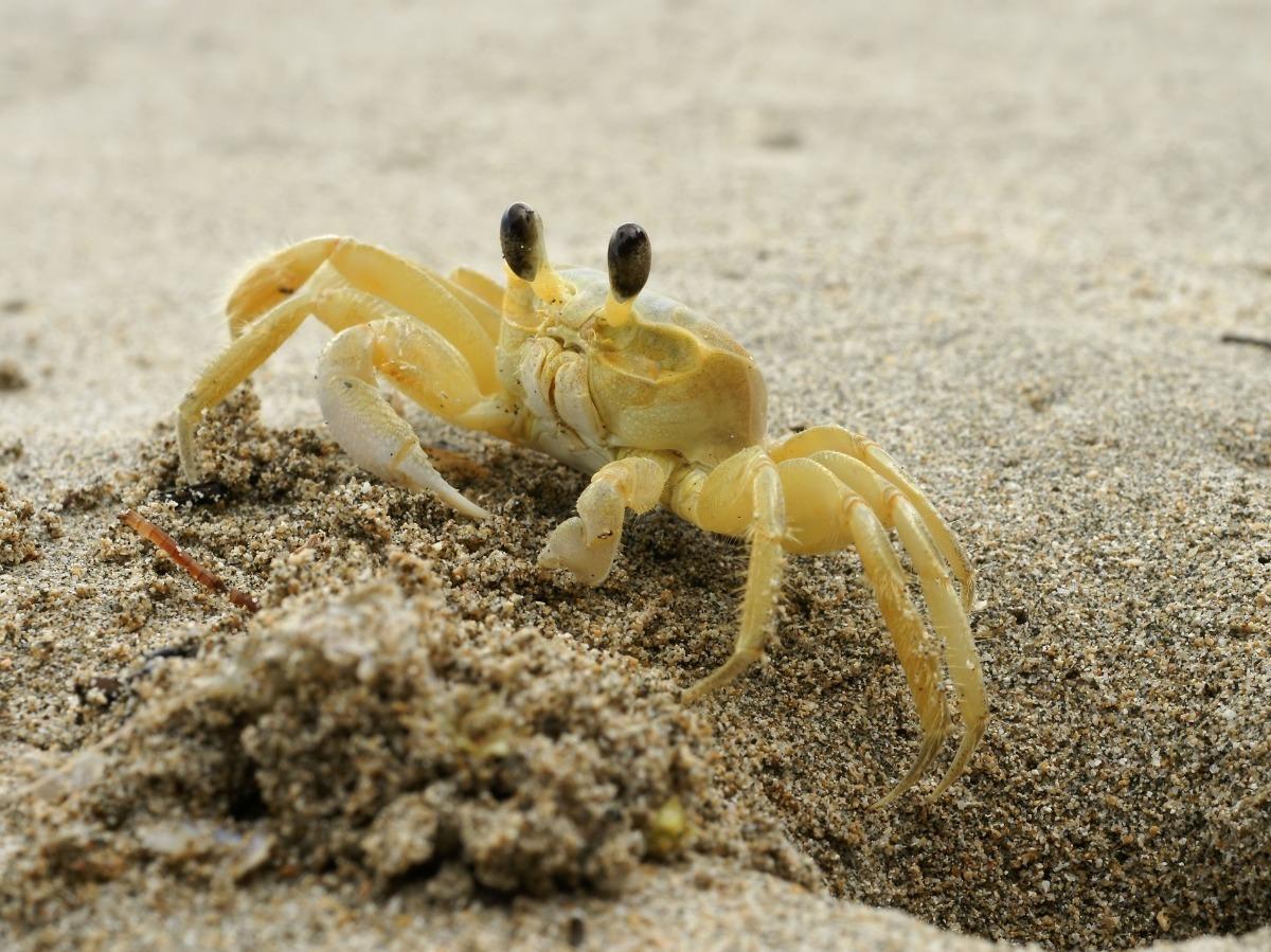 Ghost Crabs | Ward Realty