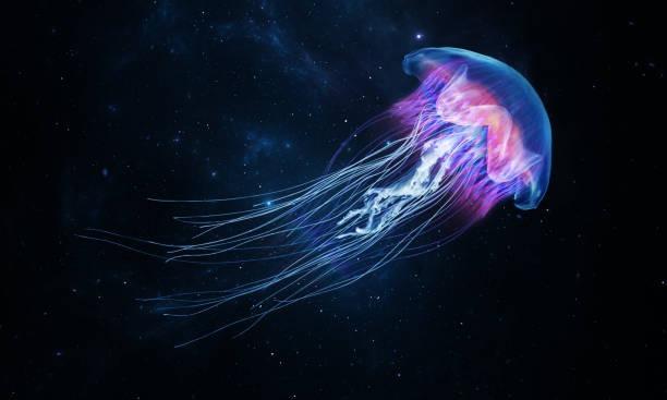 Jellyfish | Ward Realty