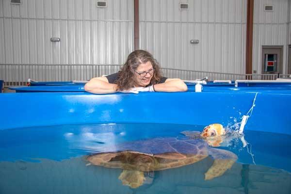 rescued sea turtle | Ward Realty Topsail Island