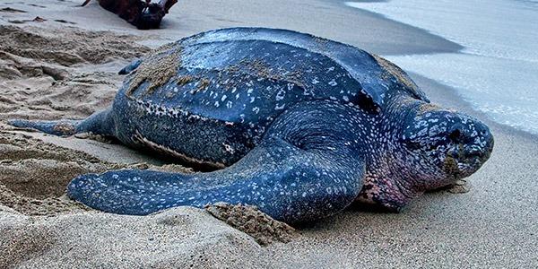 leatherback sea turtle on beach | Ward Realty Topsail Island