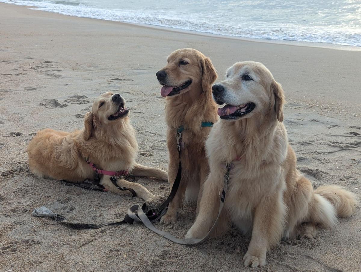 5 Reasons Your Pet Needs a Topsail Island Vacation