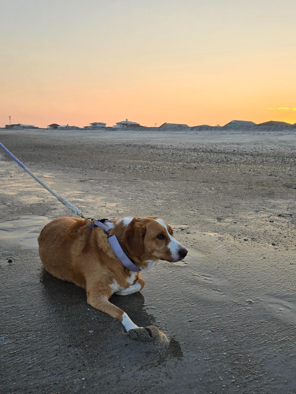 Dog Friendly Topsail Island | Ward Realty