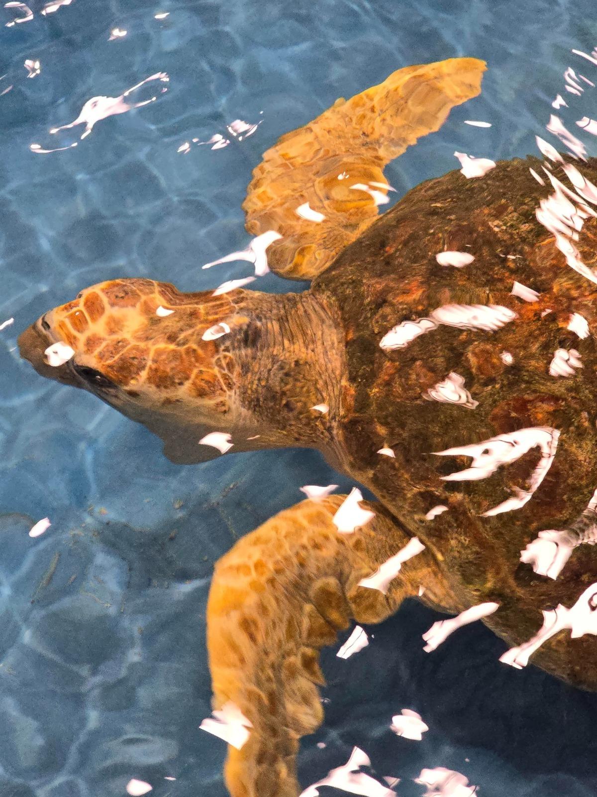 sea turtle swimming in the ocean | Ward Realty