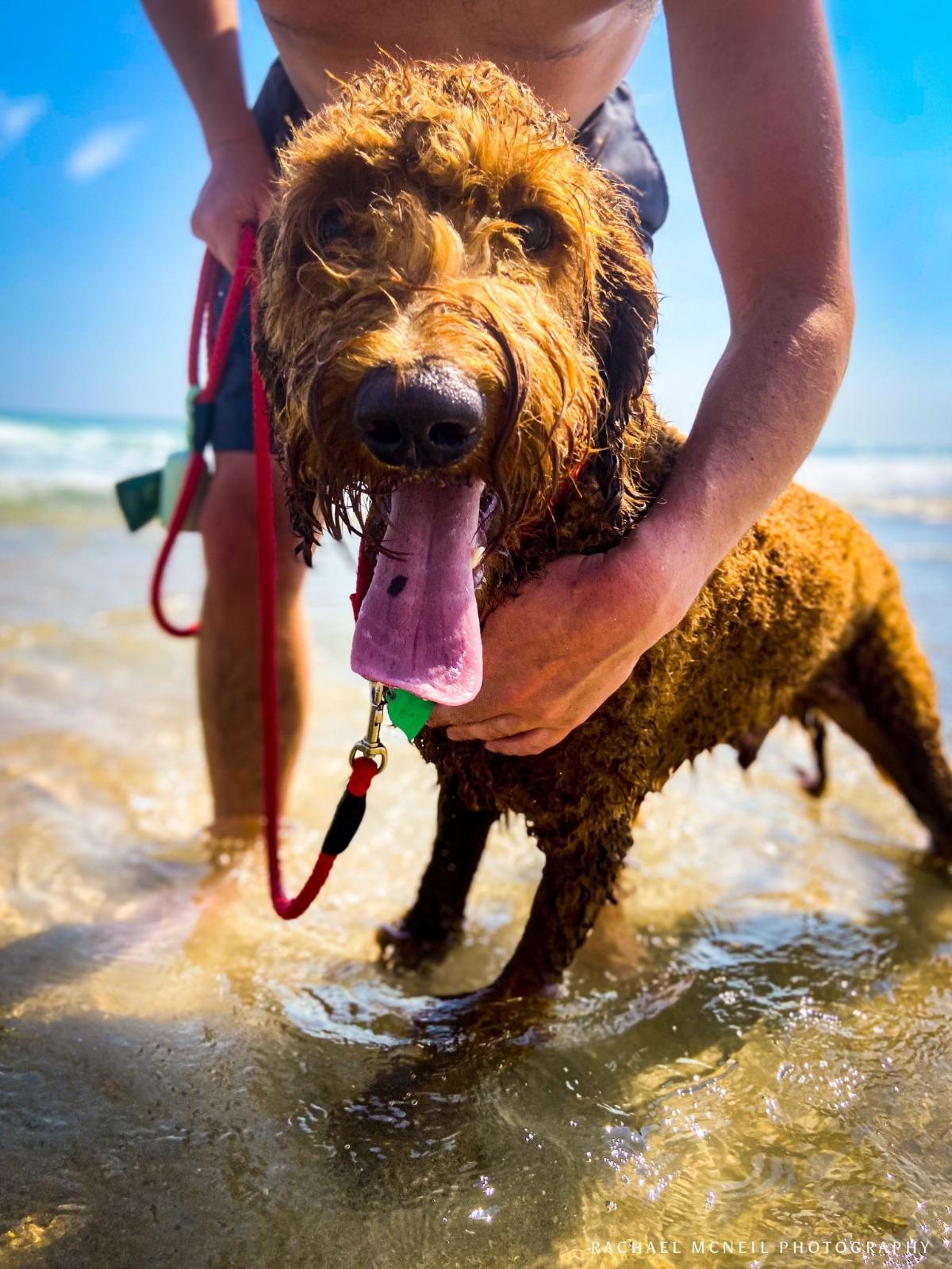 Dog at the beach | Ward Realty