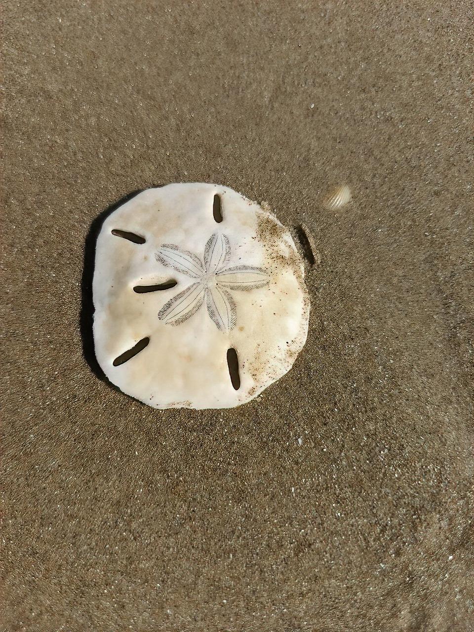 live purple sand dollar on the beach | Ward Realty