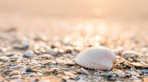 Seashells