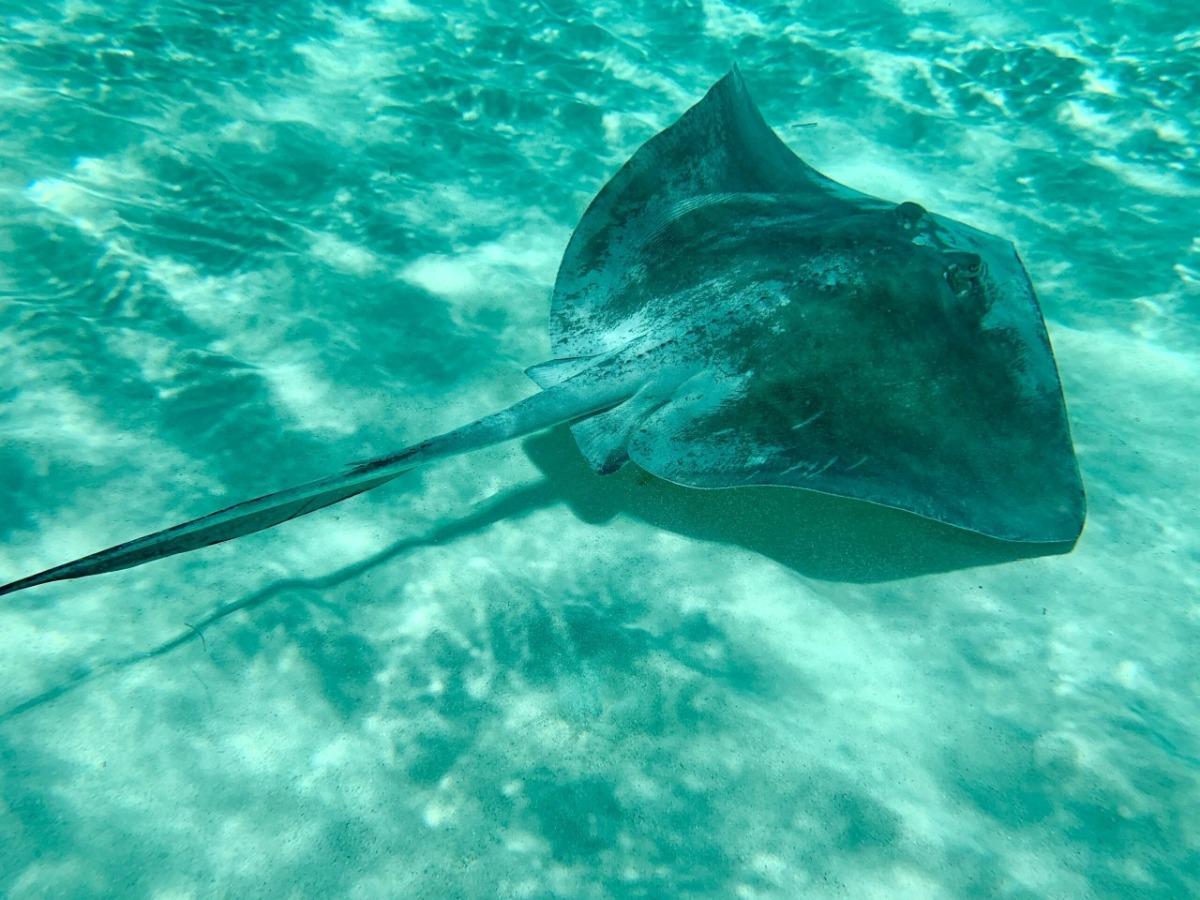 stingray swimming in the water | Ward Realty