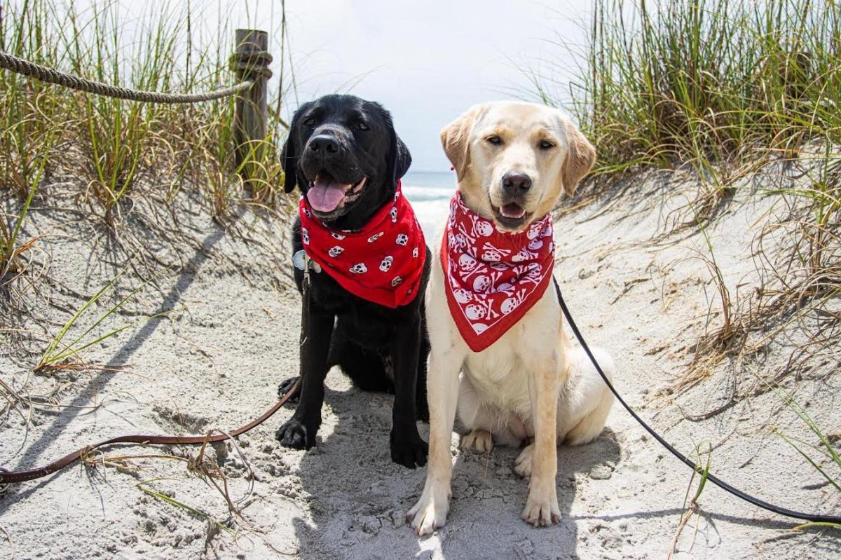 topsail island beach dog rules | ward realty