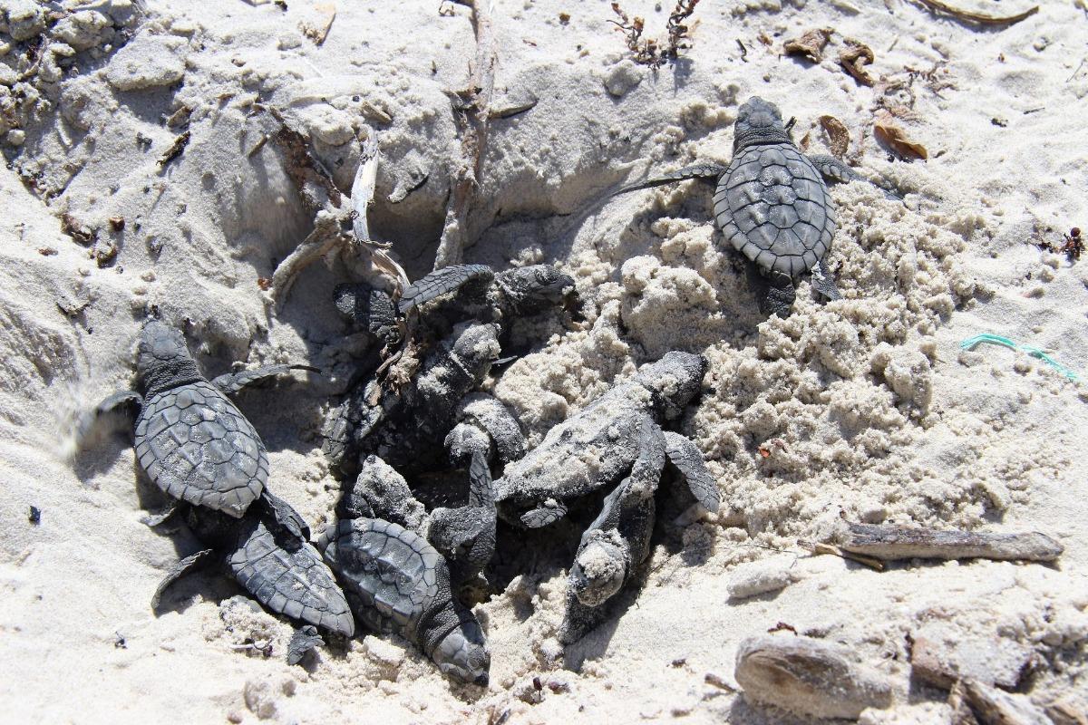 Sea Turtle Eggs | Ward Realty