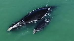 Humpback Whales | Ward Realty