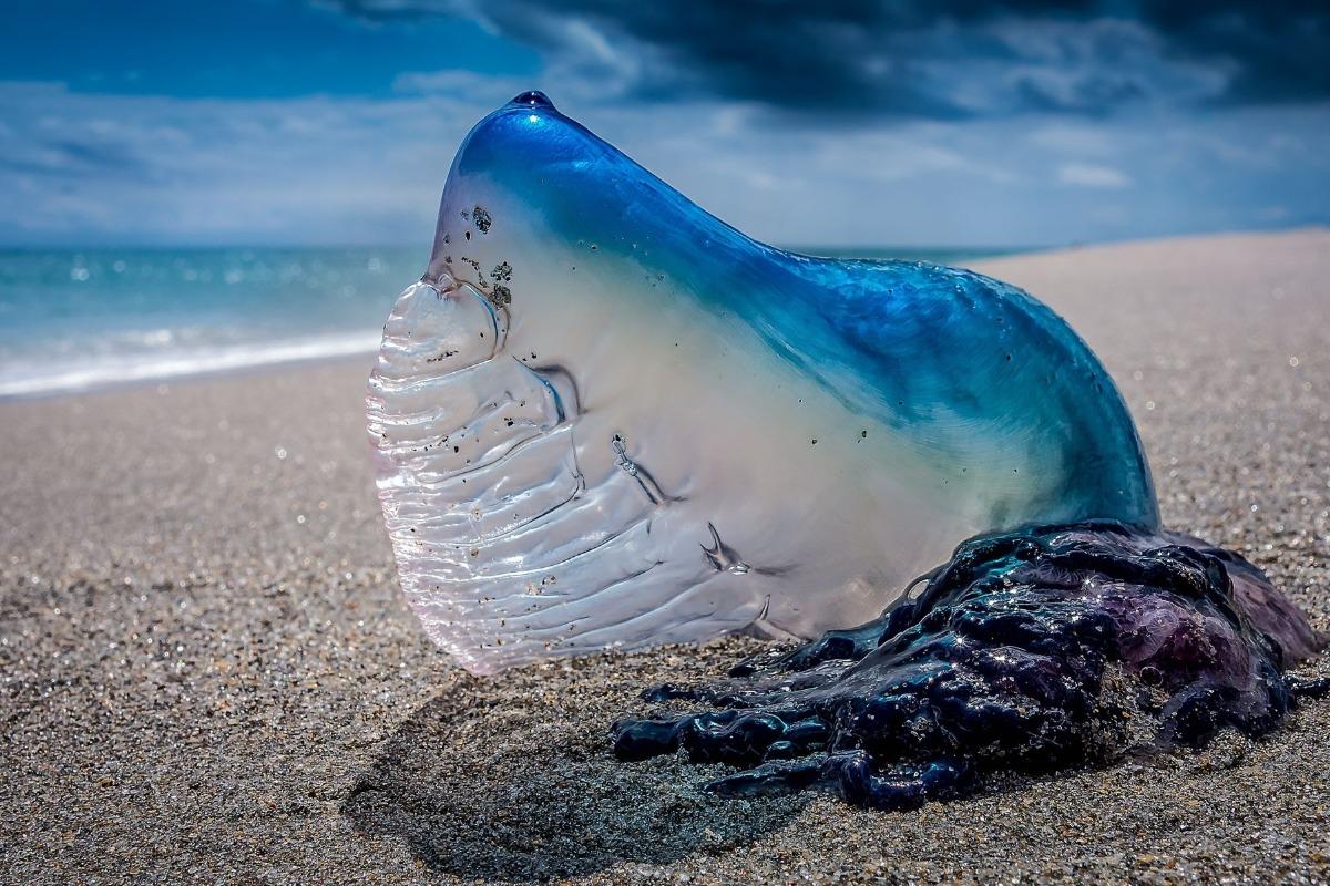 Want to avoid a bluebottle sting? Here's how to predict which beach they'll  land on